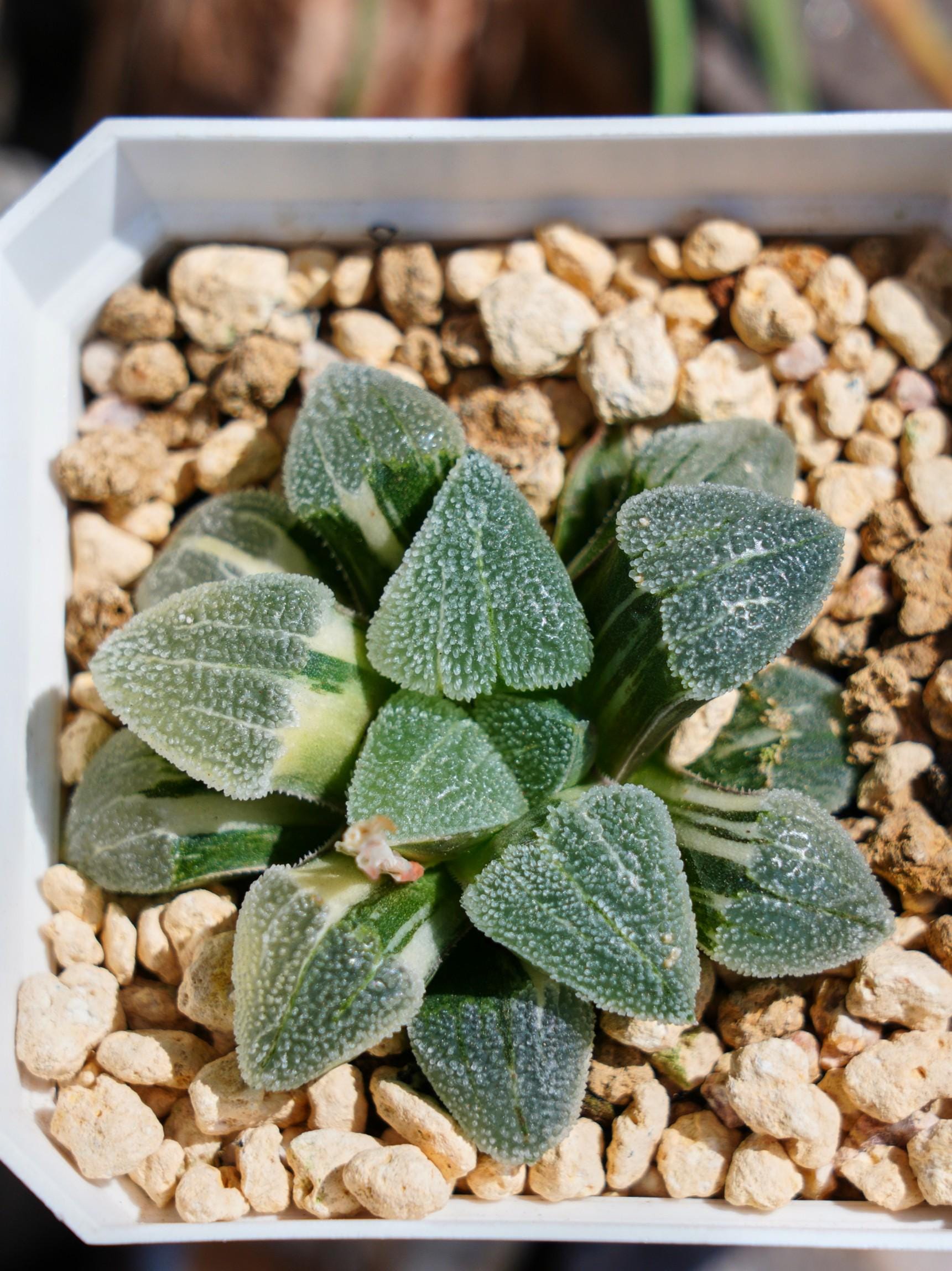 ハオルチア・ピグマエア 丸葉斑入り - 多肉植物 - Etsy 日本