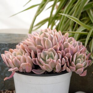 Echeveria Hoveyi Variegated-Succulent image 3