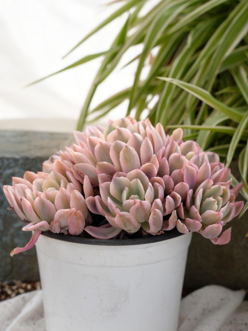 Echeveria Hoveyi Variegated-Succulent image 3