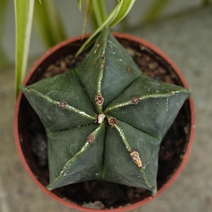 Astrophytum Myriostigma Lem - Rare Boobie Cactus, Mothers Day Gift, Myrtillocactus Geometrizans Fukurokuryuzinboku