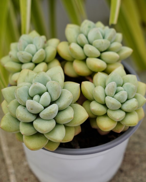 Pachyphytum Bubble Gum - Succulent - Etsy