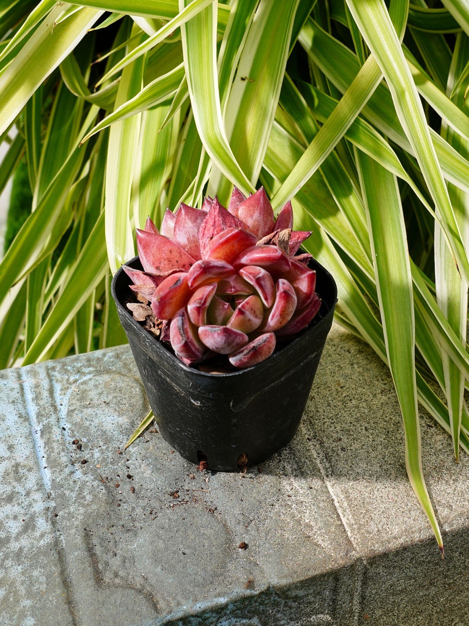 エケベリア ラブバード - 多肉植物 - Etsy 日本