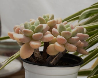 Graptopetalum Orange Multi-Succulent