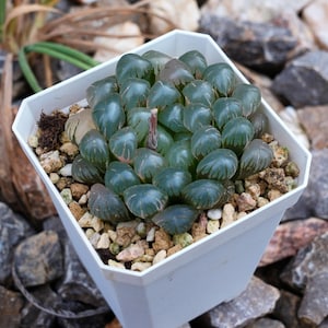 Haworthia Cooperi Ice Lantern Less Variegated - Succulent