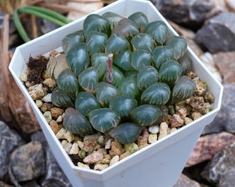 ハオルチア アイス ランタン 斑入り - 生きた多肉植物 - Etsy 日本