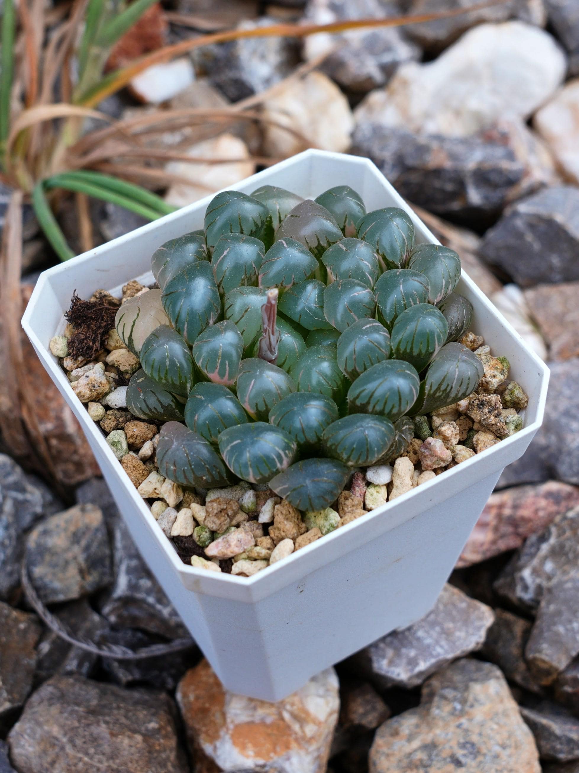Haworthia Cooperi Ice Lantern Less Variegated - Succulent - Etsy