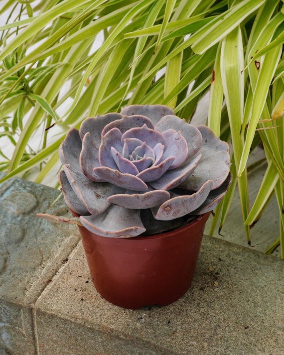 エケベリア ポルックス - 多肉植物 - Etsy 日本 ポルックス錦 ① 多肉植物