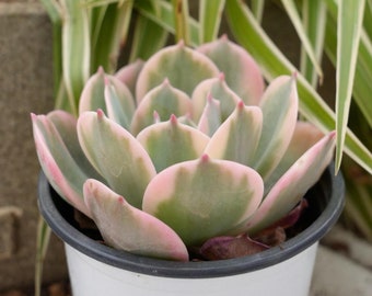 Echeveria Imbricata Variegated-Succulent