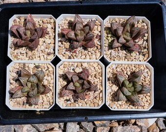 ハオルチア レニー白蛇 - 多肉植物 - Etsy 日本