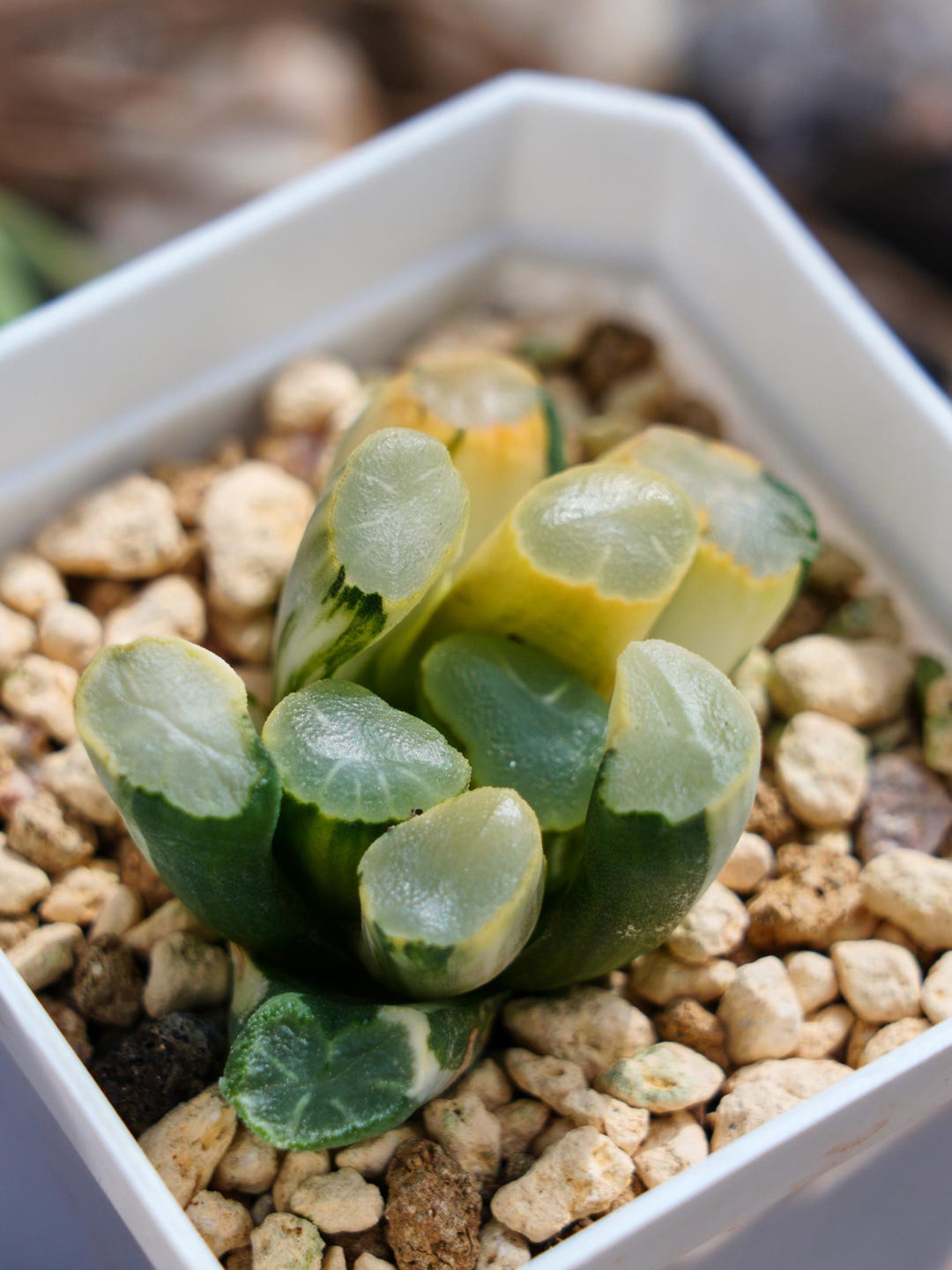 Haworthia Truncate White Porcelain Variegated - Succulent - Etsy