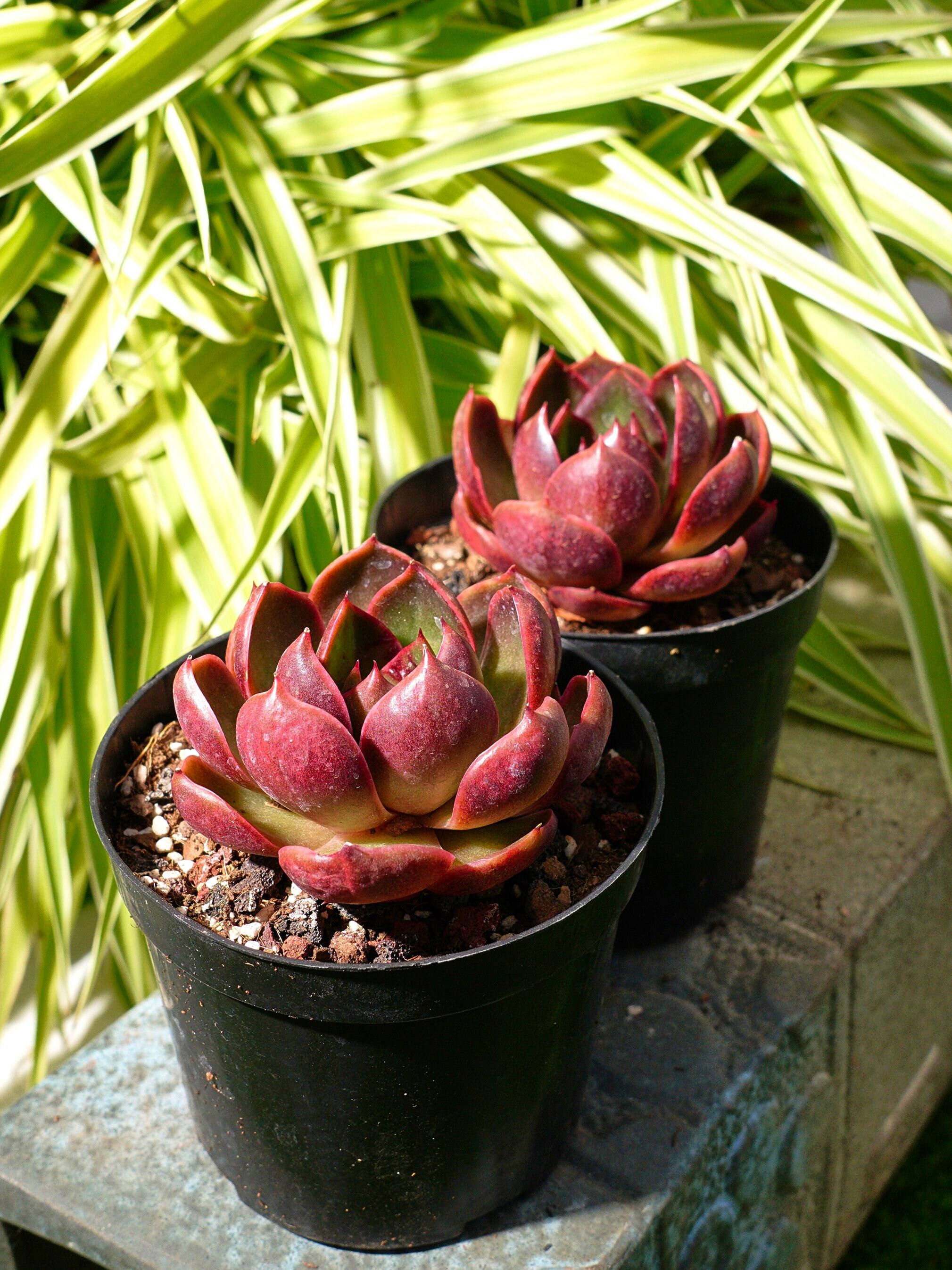 エケベリア レッドライト多肉植物 - Etsy 日本