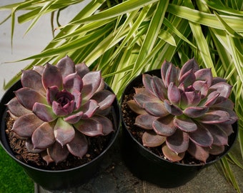 その他多肉植物 choco 楽天市場】多肉植物 チョコレート錦 2.5号サイズ 苗 タニクショクブツ