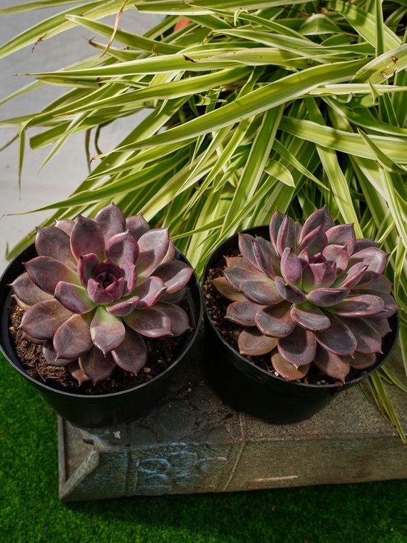 zz plant care instructions ZZ Plant Care Kit – Plantkyn main image 0
