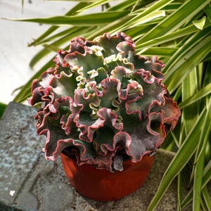 Op de afbeelding: Een vetplant met gekrulde, groene bladeren met roze randen. De plant is gepot in een terracotta pot.