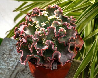 Echeveria Takasago Okina-Succulent
