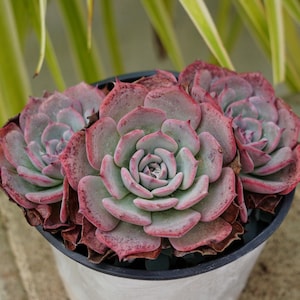 Echeveria laulensis - Etsy 日本