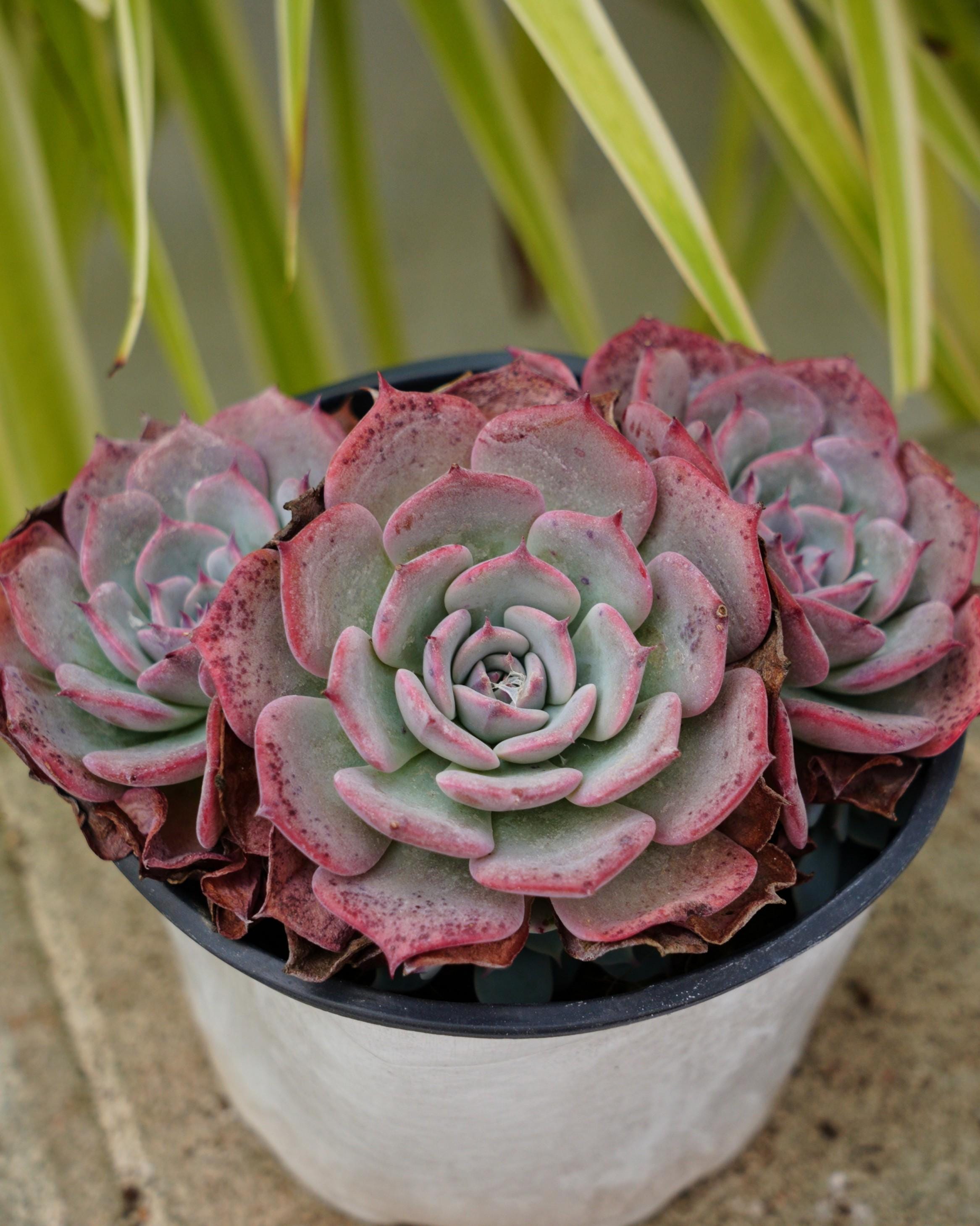 Echeveria laulensis - Etsy 日本