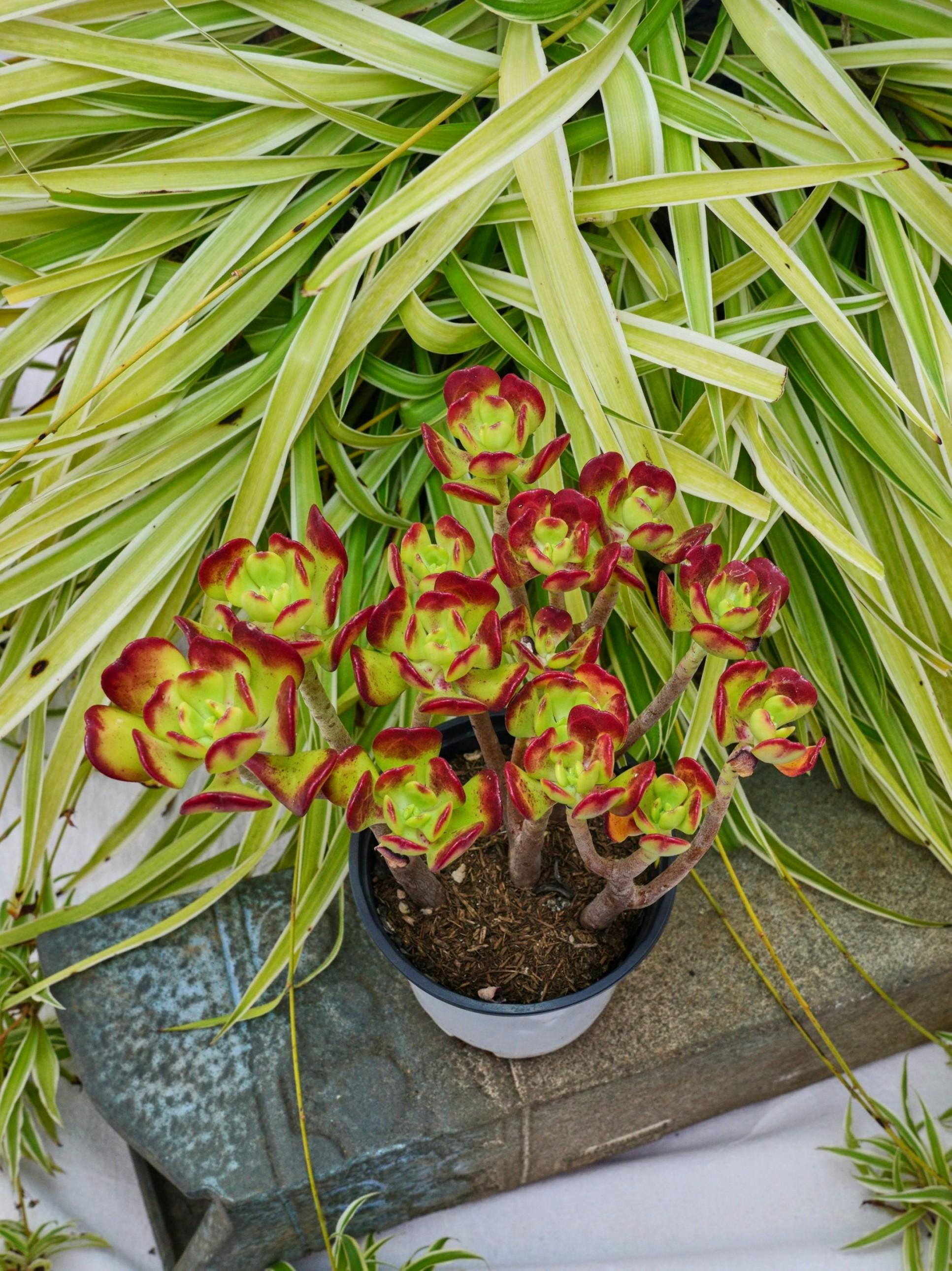 セダム デンドロイデウム - 多肉植物 - Etsy 日本