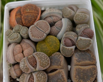 Lithops Lesliei-Succulent