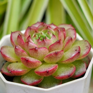 Echeveria Diamond Jenny - Succulent