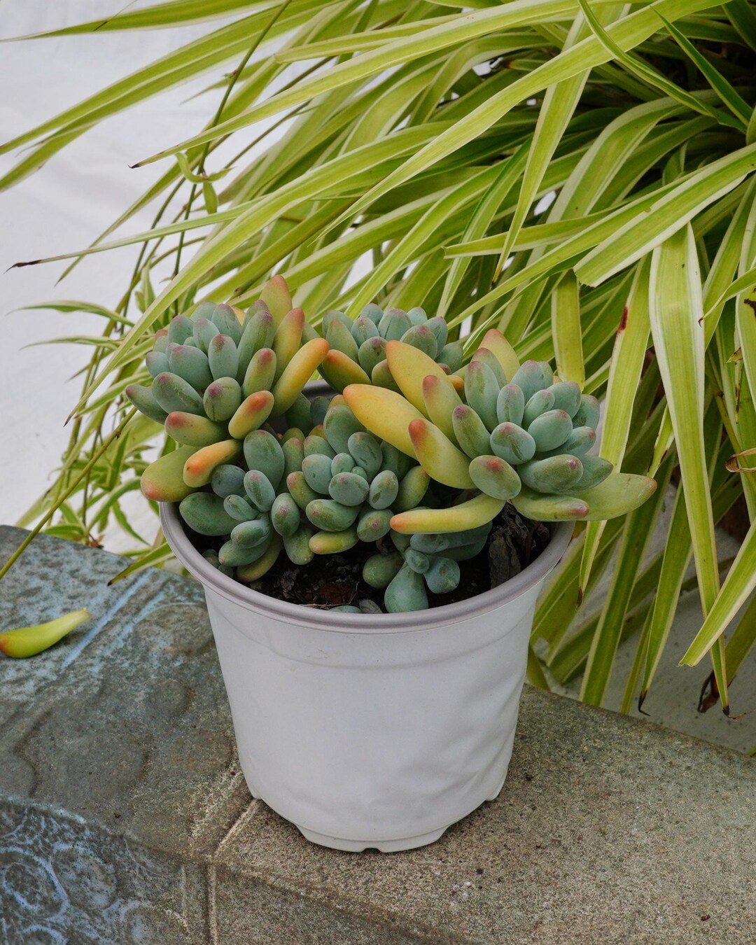 Pachyphytum Garciae - Succulent - Etsy