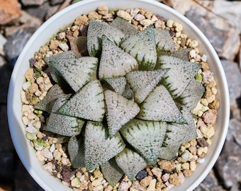 Haworthia Picta Moonlight Goddess Variegated - Succulent