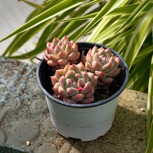 Echeveria Frost Flower-Succulent