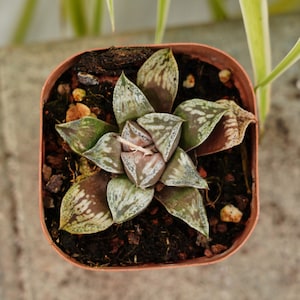 Haworthia Philodendron - Succulent
