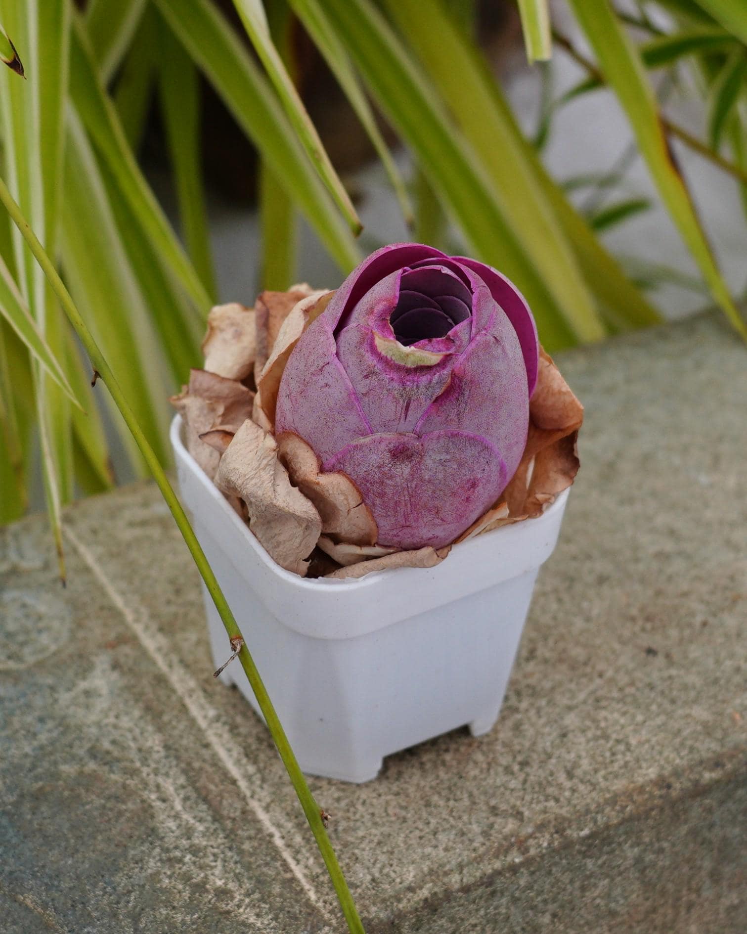 Myrtillocactus - Etsy 日本
