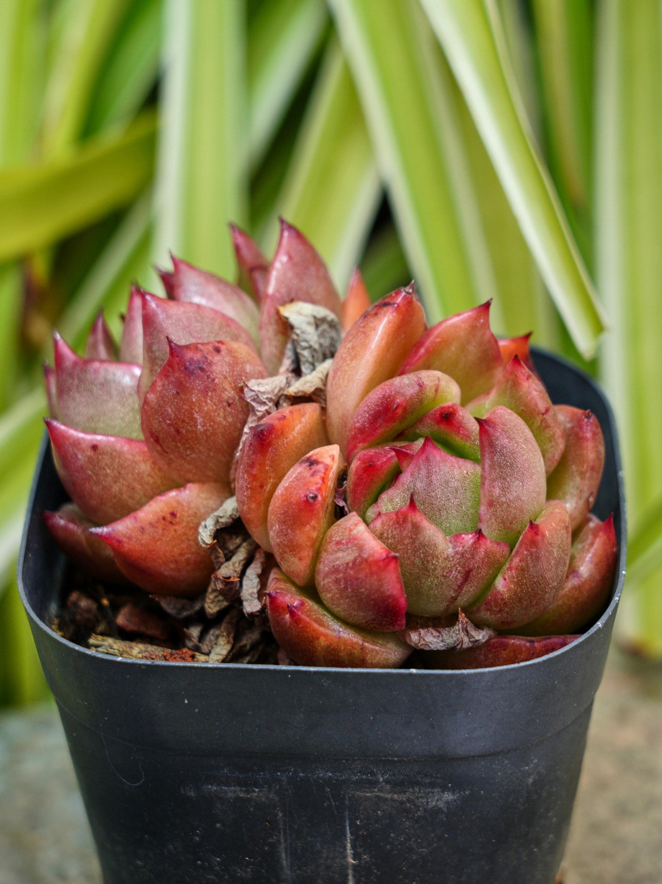 Echeveria Jiliyan - Succulent - Etsy