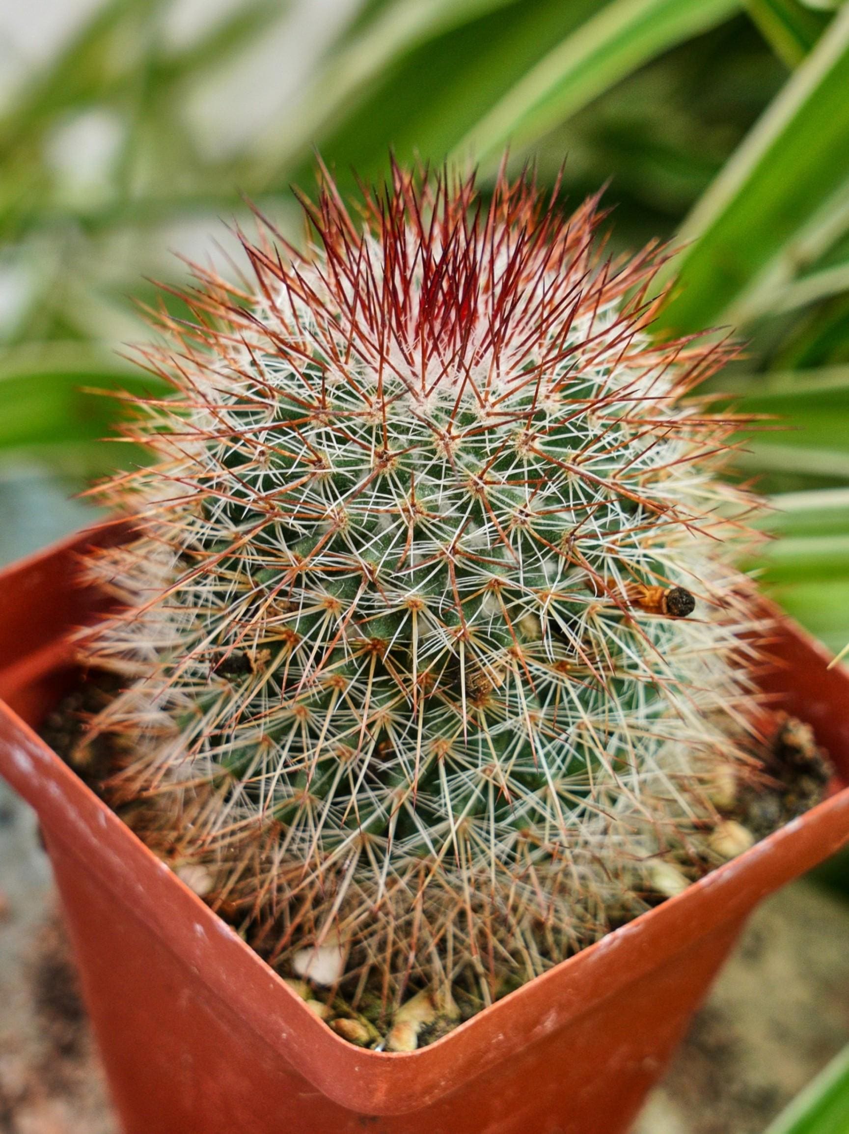 Mammillaria Spinosissima - Rare Cacti, Cactus Plants Live - Etsy