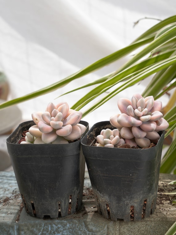 グラプトペタルム・エレン斑入り多肉植物 - Etsy 日本