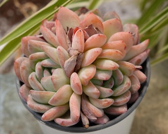 Echeveria Star Mark-Succulent