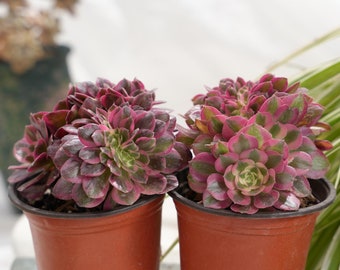 Plante succulente à crête rose sorcière Aeonium