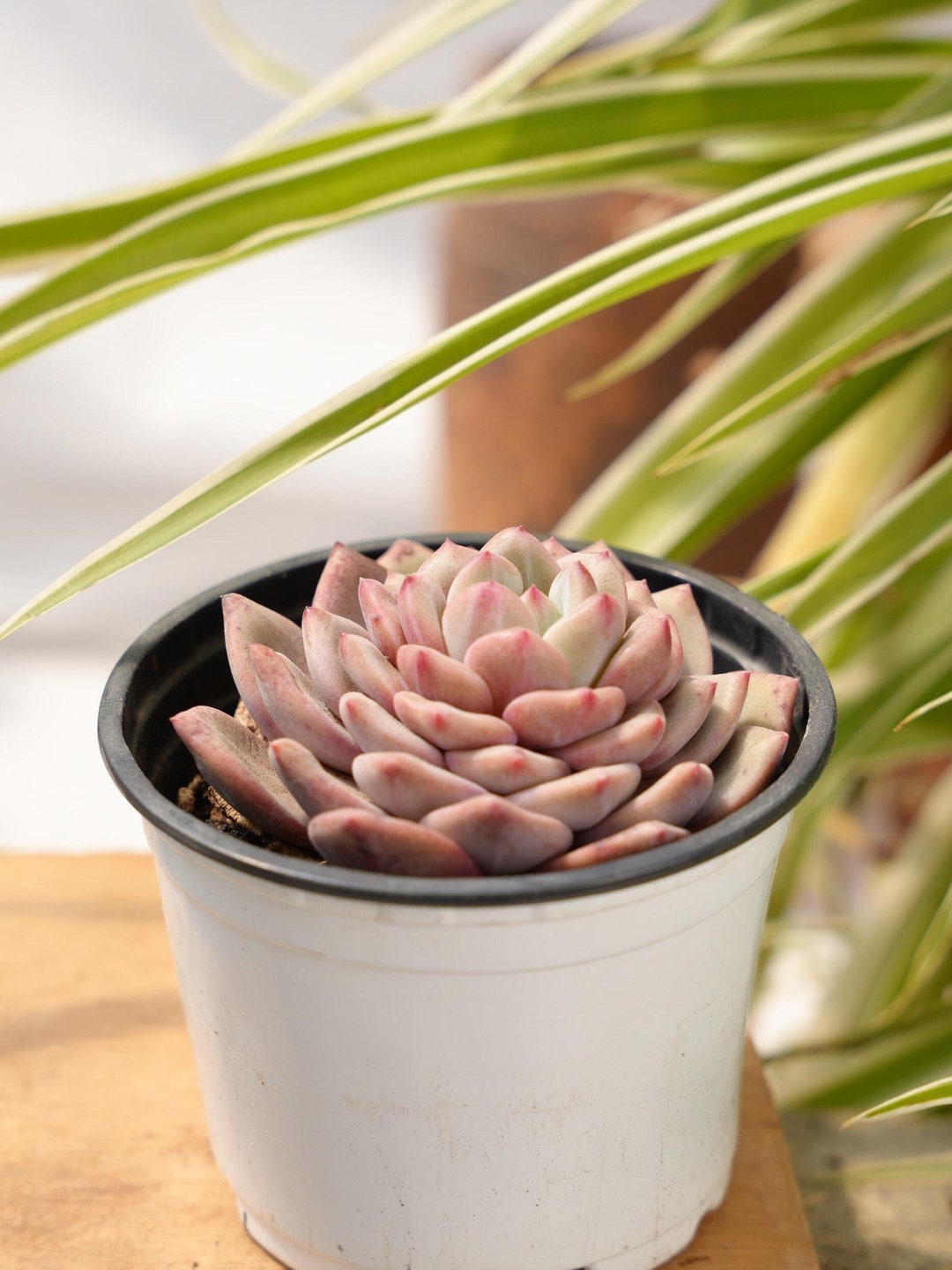 Echeveria Ariel-succulent - Etsy