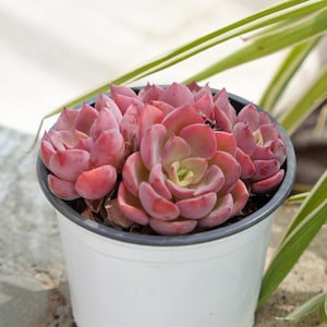 Echeveria Noble-Succulent