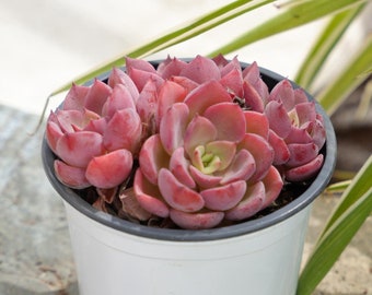 Echeveria Noble-Succulent