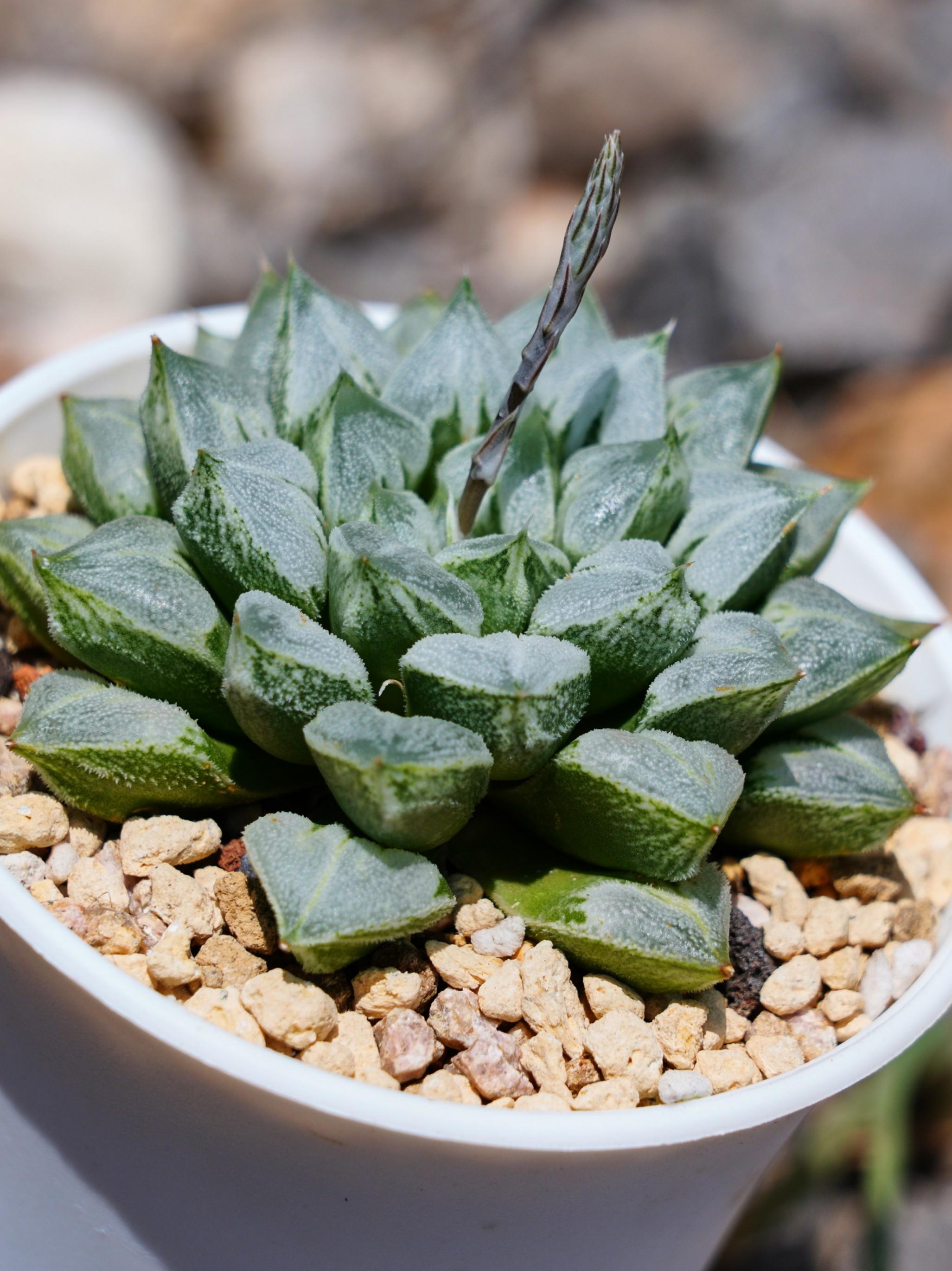 Haworthia Love Heart - Succulent - Etsy