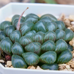 Haworthia Cooperi Ice Lantern - Succulent
