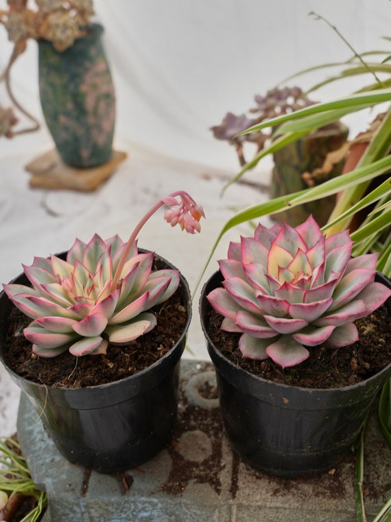 Echeveria Moon Gad Varnish Variegated-succulent - Etsy