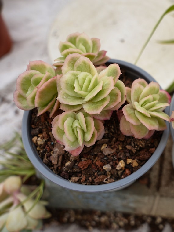 多肉植物　Echeveria 'Claudia' Rose錦 Echeveria Ice Rose Variegated-succulent - Etsy
