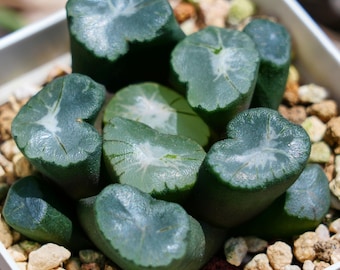 Haworthia Maughanii Big Bang - Suculenta