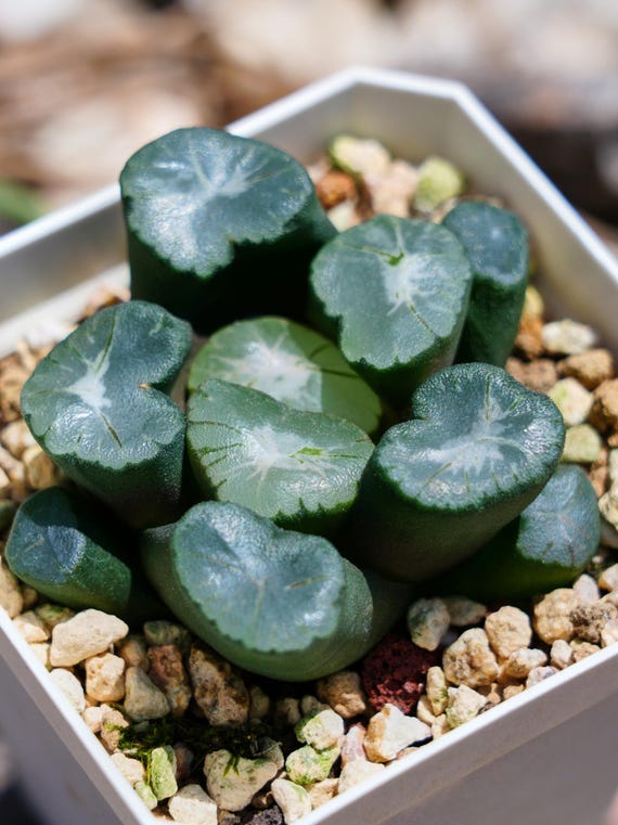 Haworthia Maughanii Big Bang - Succulent - Etsy