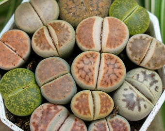Lithops N. E. Br. - Rare Cacti, Cactus Plants Live