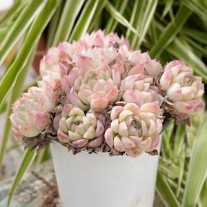 May include: A white ceramic pot filled with a cluster of pink and green succulent plants.