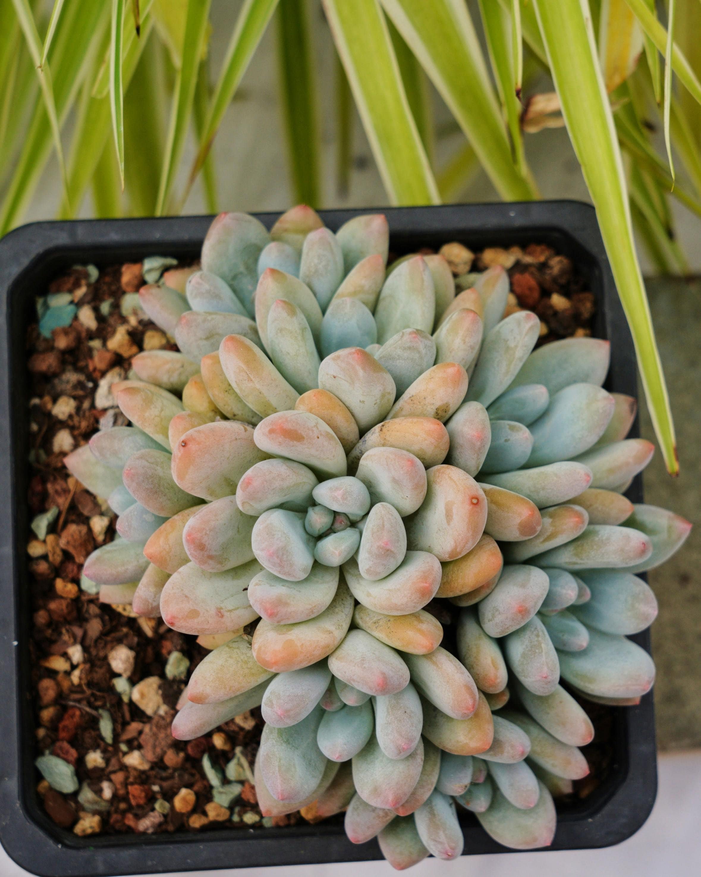 Pachyphytum Oviferum Mikadukibijin - Succulent - Etsy