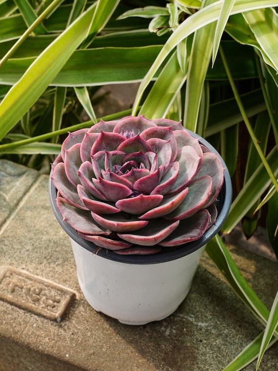 small decorative plant pots California Home Goods 2-Pack White Geometric Vase Set, Big & Small Modern Planters for Succulents main image 1