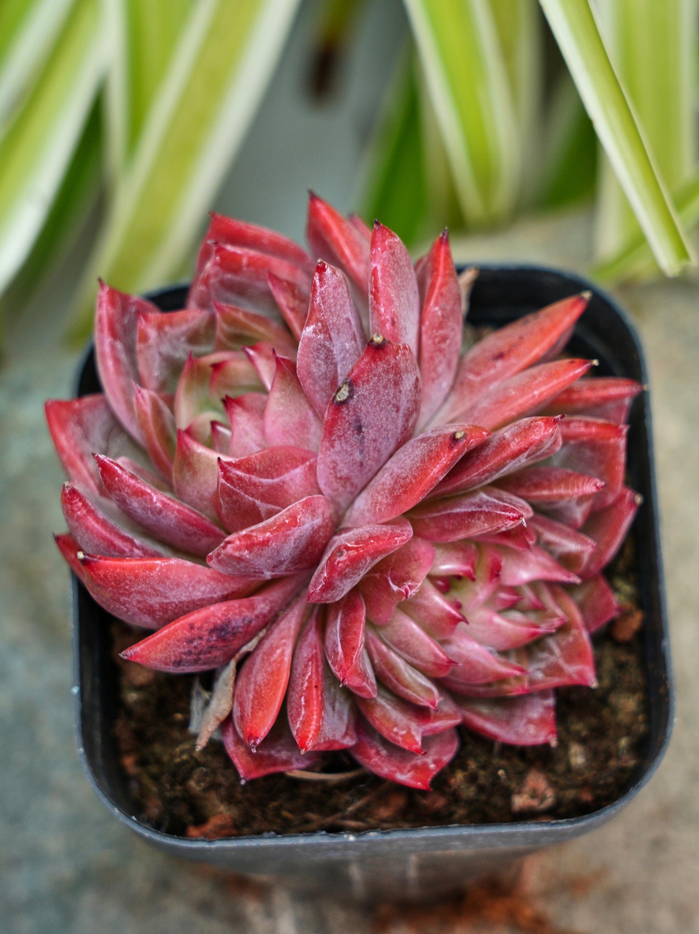 エケベリア フラワーブラザー - 多肉植物 - Etsy 日本