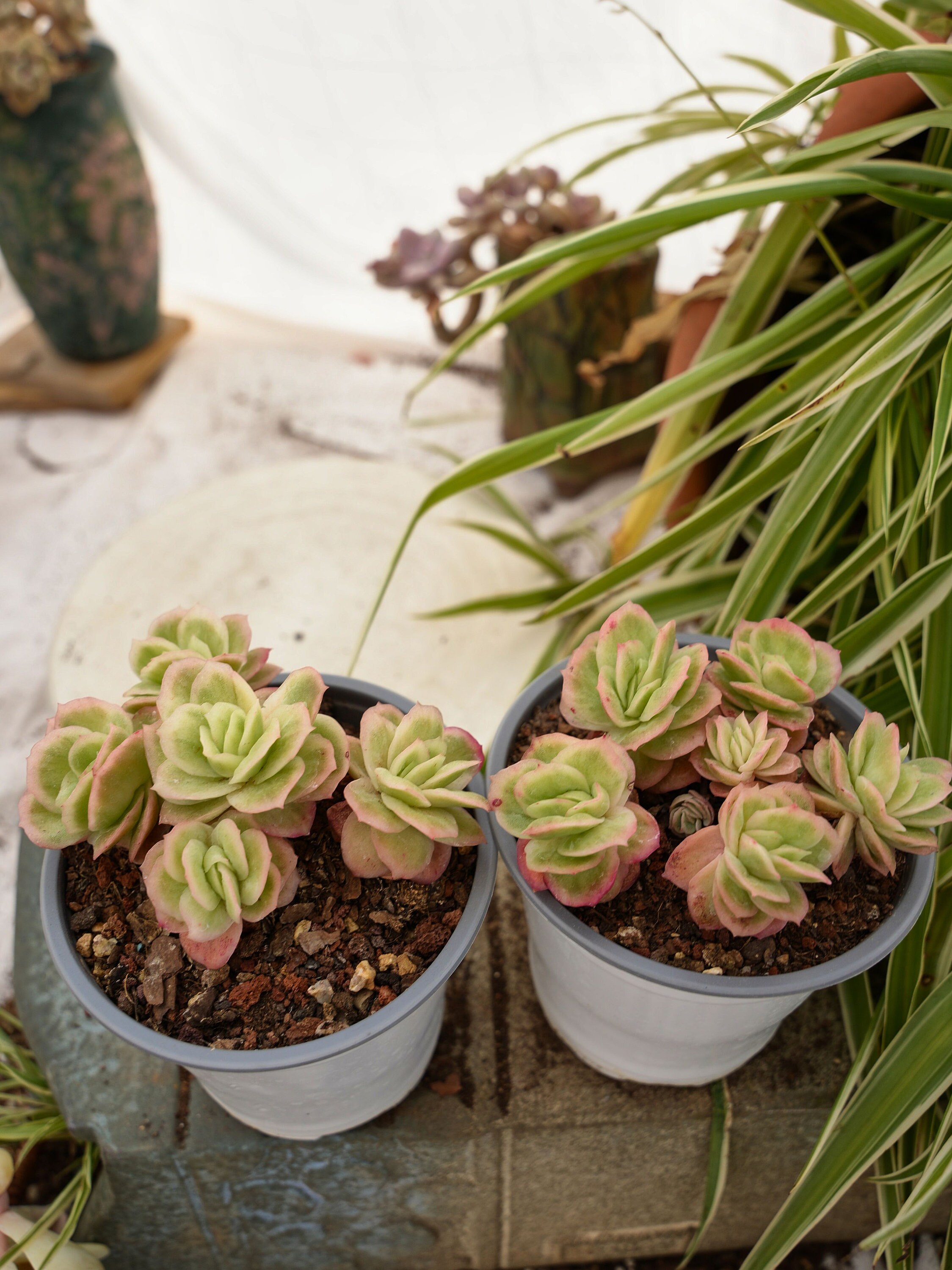 Echeveria Ice Rose Variegated-succulent - Etsy