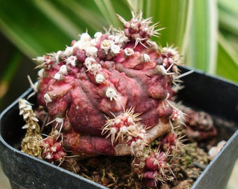 Live Cactus-rare Cactus-gymnocalycium Mihanovichii T-lux - Etsy